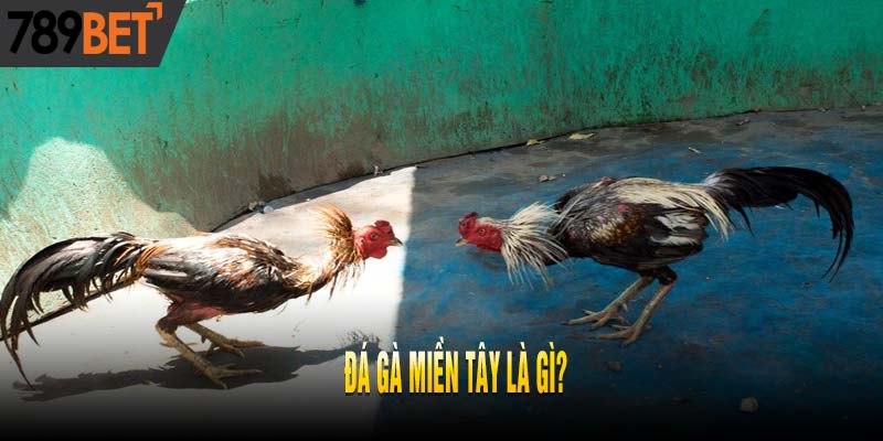 Đá Gà Miền Tây: Sức Hấp Dẫn Đỉnh Cao Đến Từ Hùng Kê