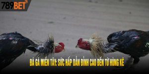 Đá Gà Miền Tây: Sức Hấp Dẫn Đỉnh Cao Đến Từ Hùng Kê