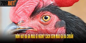 Hôm Nay Đá Gà Màu Gì Ngon? Cách Xem Màu Gà Đá Chuẩn